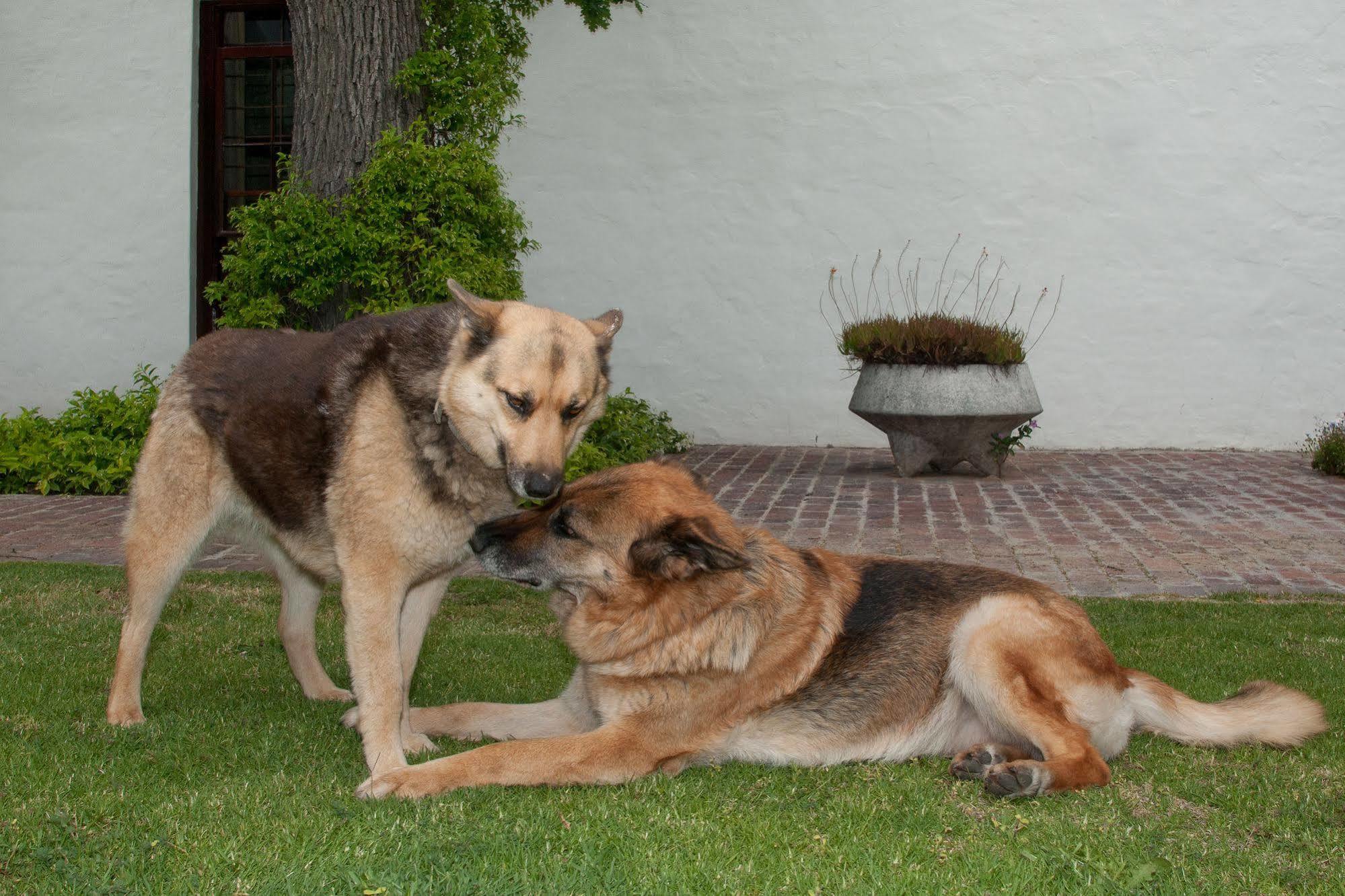 La Galiniere Guest Cottages Franschhoek Bagian luar foto
